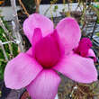 Magnolia 'Purple Sensation': Bild 1/5