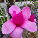 Magnolia 'Purple Sensation' - Magnolie