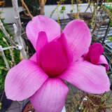 Magnolia 'Purple Sensation' - Magnolie 