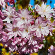 Prunus subhirtella 'Fukubana': Bild 8/10