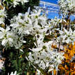 Amelanchier 'Ballerina': Bild 2/6