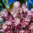 Prunus subhirtella 'Fukubana': Bild 7/10