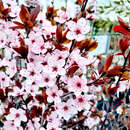 Prunus cerasifera 'Nigra' - Blutpflaume