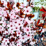 Prunus cerasifera 'Nigra' - Blutpflaume