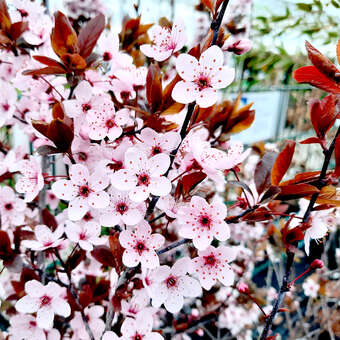 Prunus cerasifera 'Nigra'