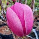 Magnolia 'Brixton Belle' - Großblumige Magnolie
