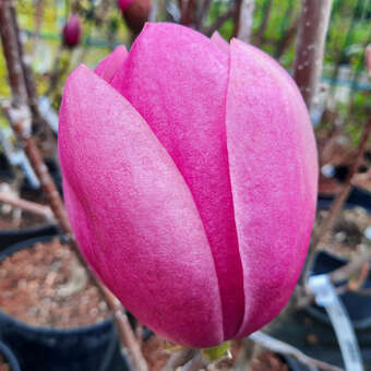 Magnolia 'Brixton Belle'