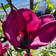 Magnolia 'Felix Jury': Bild 2/11