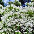 Chionanthus retusus: Bild 1/15