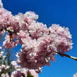 Prunus serrulata 'Kiku-shidare-zakura': Bild 4/8