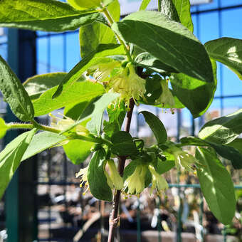 Lenzbeere, Blaue Heckenkirsche - Lonicera caerulea kamtschatica 'Balalaika'  - gelb