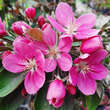 Malus 'Maypole': Bild 6/9