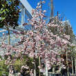 Prunus serrulata 'Kiku-shidare-zakura': Bild 8/8