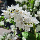 Deutzia gracilis - Zwergdeutzie