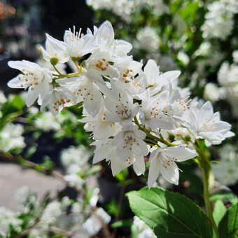 Deutzia gracilis