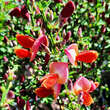 Cytisus 'Roter Favorit': Bild 2/2