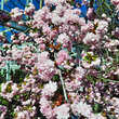Prunus serrulata 'Kiku-shidare-zakura': Bild 1/8