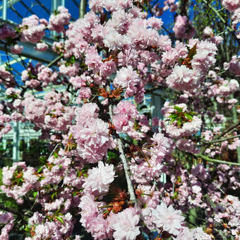 Prunus serrulata 'Kiku-shidare-zakura'