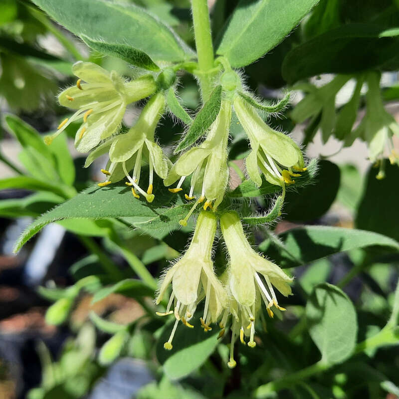 Lenzbeere, Blaue Heckenkirsche - Lonicera caerulea kamtschatica 'Kalinka' -  gelb