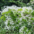 Chionanthus retusus: Bild 2/15