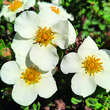 Potentilla fruticosa 'Tilford Cream': Bild 1/3