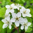 Prunus mahaleb: Bild 2/4