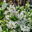 Deutzia gracilis: Bild 2/7