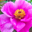 Paeonia suffruticosa rosa: Bild 2/10