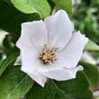 Cydonia oblonga 'Aromatnaja' ('Krymsk'): Bild 2/5