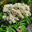 Sorbus 'Chinese Lace': Bild 1/4