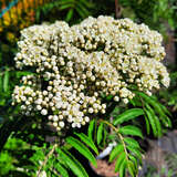 Sorbus 'Chinese Lace' - Palmwedel-Eberesche