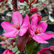 Malus 'Paul Hauber': Bild 1/4