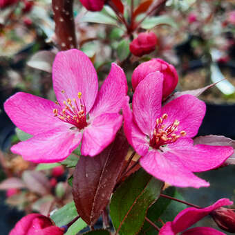 Malus 'Paul Hauber'