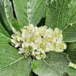 Sorbus chamaemespilus (ssp.sudetica): Bild 3/7