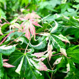Acer palmatum 'Asahi-zuru' - Weißbunter Japan-Ahorn