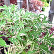 Acer palmatum 'Butterfly': Bild 5/6