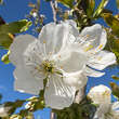 Prunus avium 'Kassins Frühe Herzkirsche': Bild 1/1