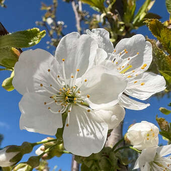 Prunus avium 'Kassins Frühe Herzkirsche'