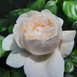 Rose 'William and Catherine': Bild 2/4