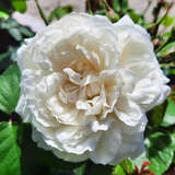 Rose 'William and Catherine' - Englische Strauchrose