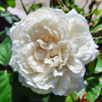 Rose 'William and Catherine'