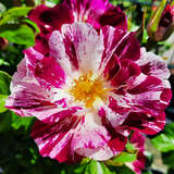 Rose 'Purple Splash' - Moderne Kletterrose
