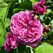 Rose 'Yolande d'Aragon': Bild 1/6