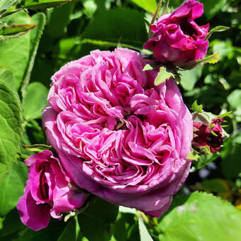 Rose 'Yolande d'Aragon'