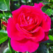 Rose 'Perfect Match': Bild 6/7