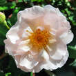 Rose 'Penelope': Bild 1/10