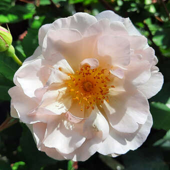 Rose 'Penelope'