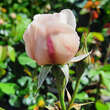 Rose 'William and Catherine': Bild 3/4