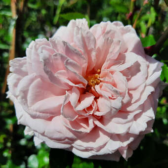 Rose 'Awakening'