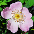 Rose 'Piro 3': Bild 2/3